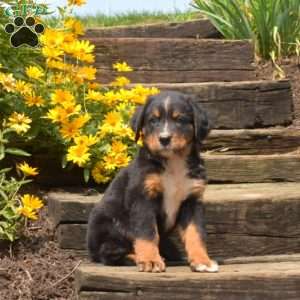 Bentley, Bernese Mountain Dog Puppy