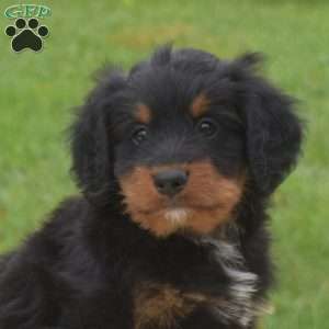 Bentley, Mini Bernedoodle Puppy