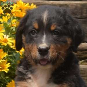 Bentley, Bernese Mountain Dog Puppy