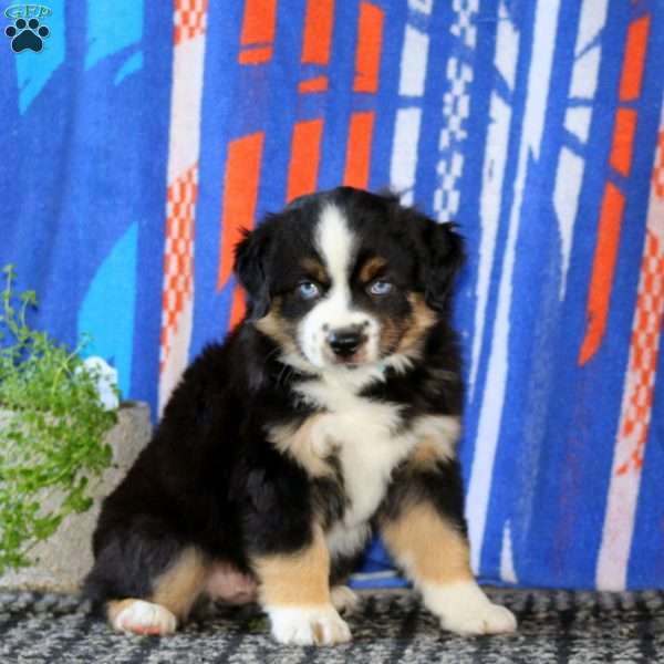 Bentley, Miniature Australian Shepherd Puppy