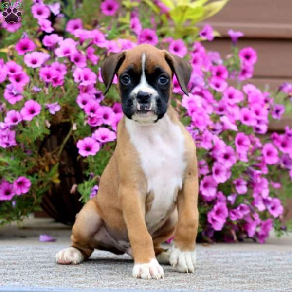 Bentley, Boxer Puppy