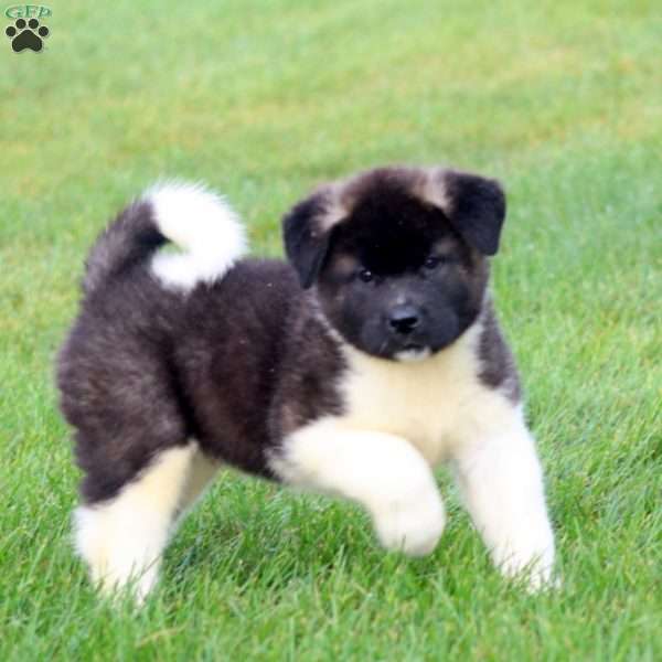 Bentley, Akita Puppy