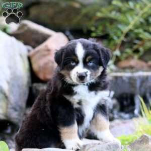 Bentley, Miniature Australian Shepherd Puppy