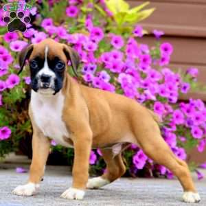 Bentley, Boxer Puppy