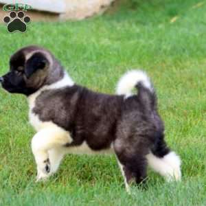Bentley, Akita Puppy