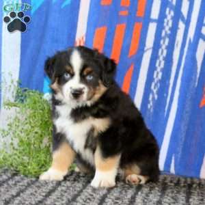 Bentley, Miniature Australian Shepherd Puppy