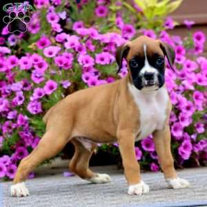 Bentley, Boxer Puppy