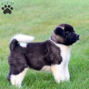 Bentley, Akita Puppy