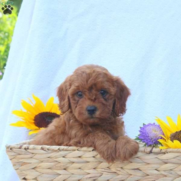Bernie, Cavapoo Puppy