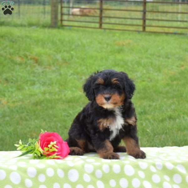 Berry, Mini Bernedoodle Puppy