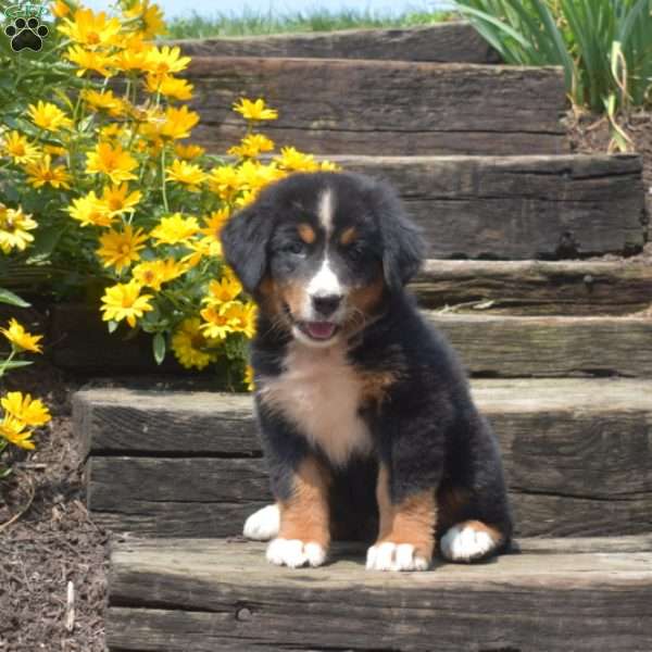 Berry, Bernese Mountain Dog Puppy