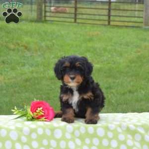 Berry, Mini Bernedoodle Puppy