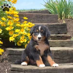 Berry, Bernese Mountain Dog Puppy