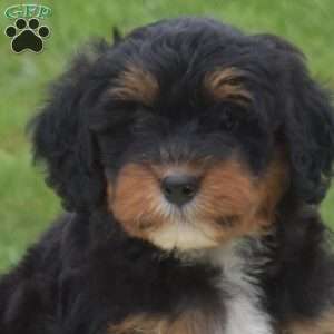 Berry, Mini Bernedoodle Puppy