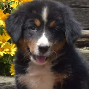Berry, Bernese Mountain Dog Puppy