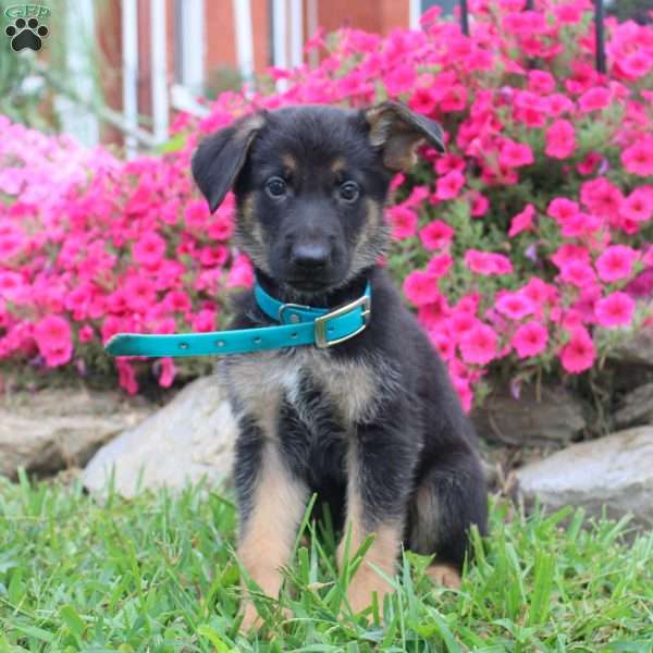 Bert, German Shepherd Puppy