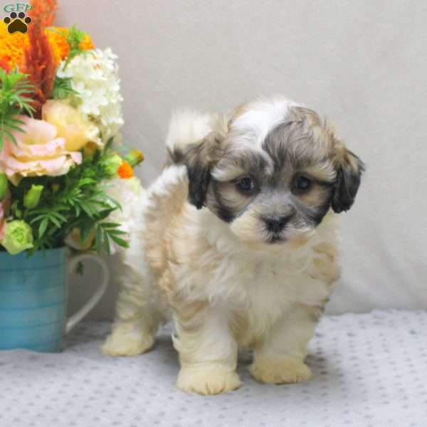 Bert, Teddy Bear Puppy