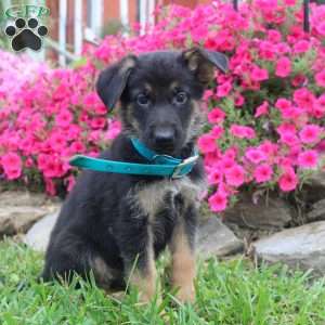 Bert, German Shepherd Puppy