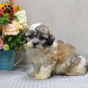 Bert, Teddy Bear Puppy
