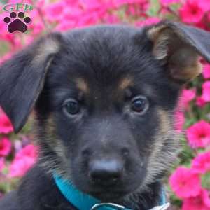 Bert, German Shepherd Puppy