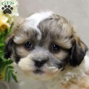 Bert, Teddy Bear Puppy