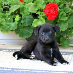 Bessie, American Eskimo Mix Puppy