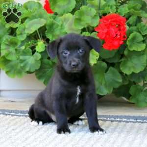 Bessie, American Eskimo Mix Puppy