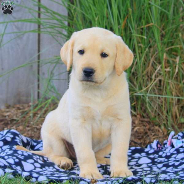 Beth, Yellow Labrador Retriever Puppy