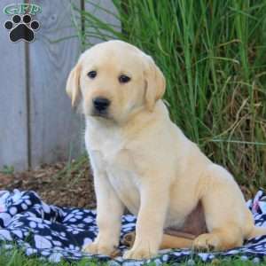 Beth, Yellow Labrador Retriever Puppy