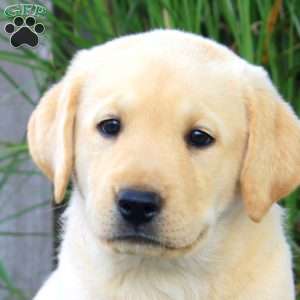 Beth, Yellow Labrador Retriever Puppy