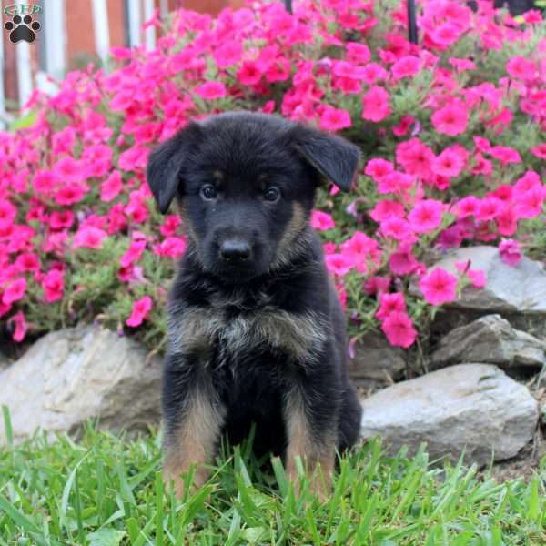 Betty, German Shepherd Puppy