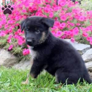 Betty, German Shepherd Puppy