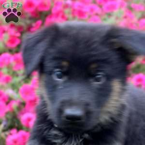 Betty, German Shepherd Puppy