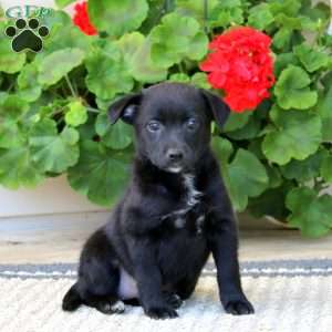 Beverly, American Eskimo Mix Puppy