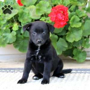 Beverly, American Eskimo Mix Puppy