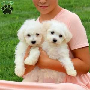Sophie, Bichon Frise Puppy