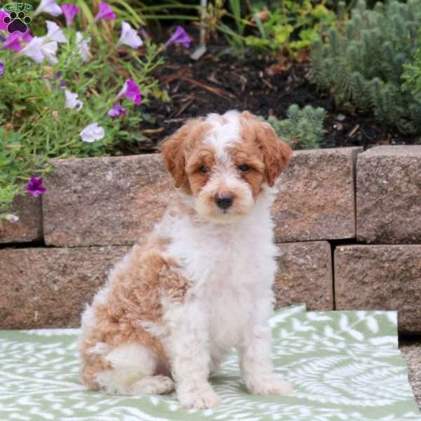 Birdie, Miniature Poodle Mix Puppy