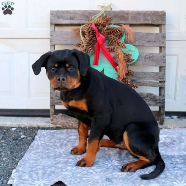 Birdie, Rottweiler Puppy