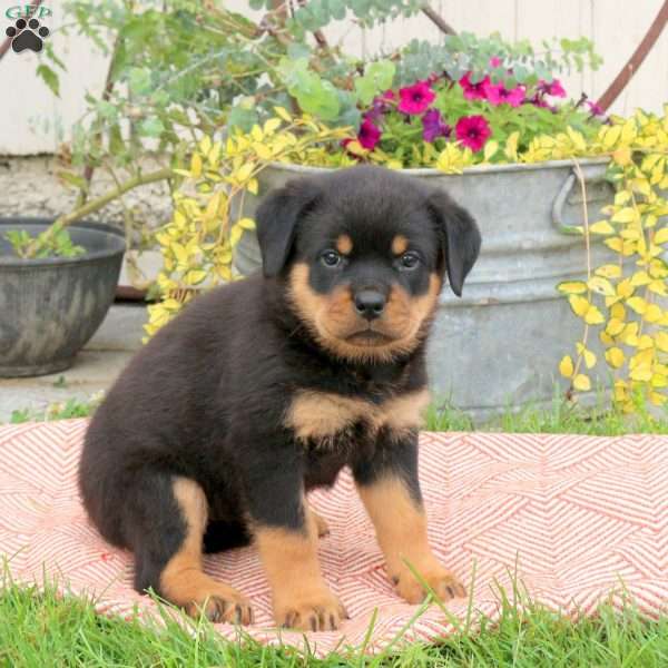 Birdie, Rottweiler Puppy