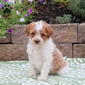 Birdie, Miniature Poodle Mix Puppy