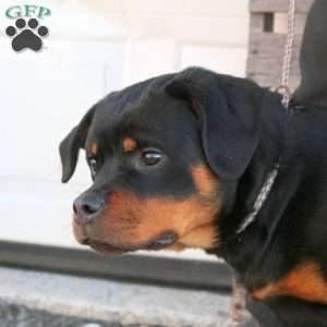 Birdie, Rottweiler Puppy