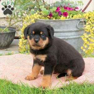 Birdie, Rottweiler Puppy