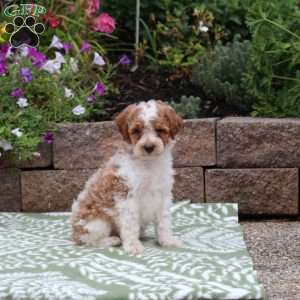 Birdie, Miniature Poodle Mix Puppy