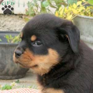 Birdie, Rottweiler Puppy