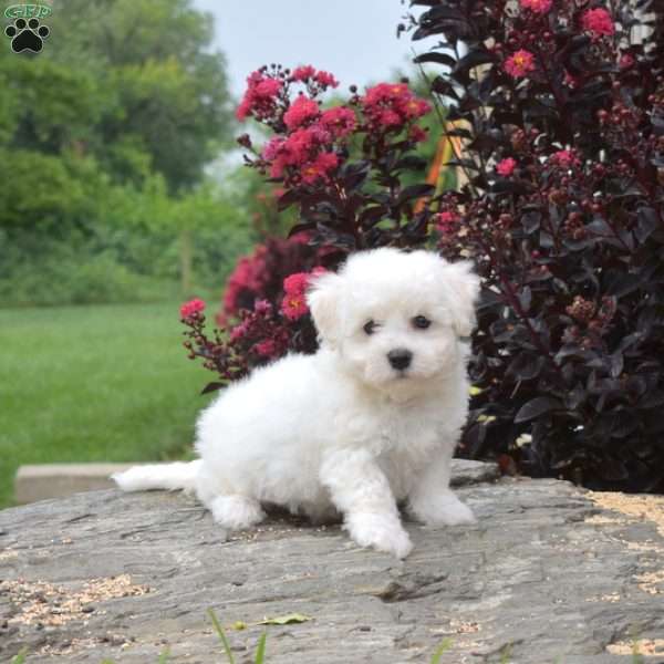 Biscuit, Bichon Frise Puppy