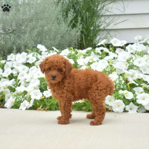 Biscuit, Toy Poodle Puppy