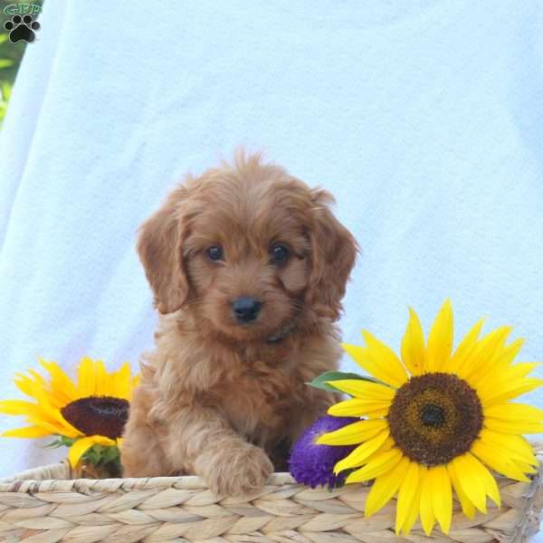 Biscuit, Cavapoo Puppy
