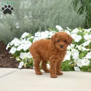 Biscuit, Toy Poodle Puppy