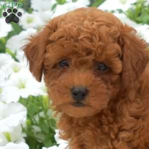 Biscuit, Toy Poodle Puppy
