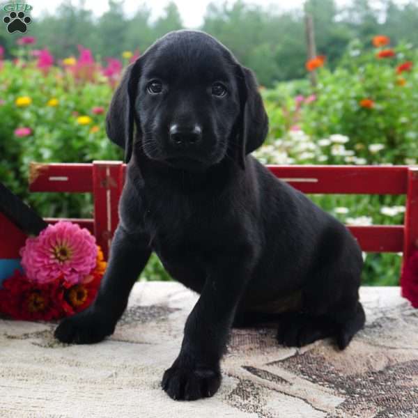 Topaz, Black Labrador Retriever Puppy